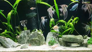 Altum Peruvian Angelfish Aquarium [upl. by Selie]