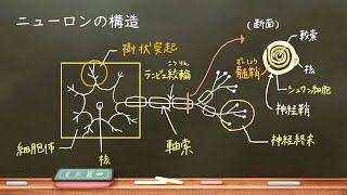 おうち生物 31．ニューロン（神経細胞）高校生物 [upl. by Gignac]