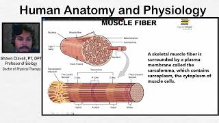 Intro Skeletal Muscle Contraction Anatomy and Overview [upl. by Anifad]