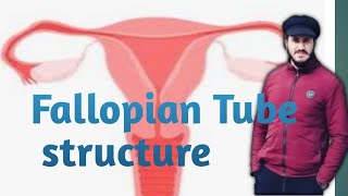 Fallopian tube structure [upl. by Ames]