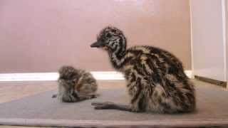 Funny video  Newborn Emu chicks learn how to walk sooooo cute [upl. by Nagrom]