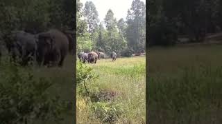 Elephant new video like share comment subscribe kejia [upl. by Naruq]