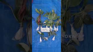 Shipping Documentation  OKANOKACOM  Selling Tropical Plants amp Houseplants [upl. by Modnar]