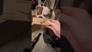 YouTube you sent this box of free goodies for Tia Bulldog and not me😭 englishbulldog shorts dog [upl. by Dieter]