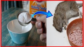 Killing rats with baking soda is the fast acting With Home Remedy [upl. by Ariaj]