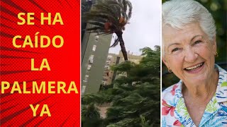 La palmera de Sevilla Retransmisión Caída en directo parmera viral caída [upl. by Anitsihc]