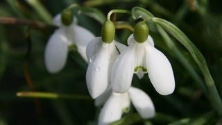 Weerbericht zaterdag Geleidelijk winterse neerslag [upl. by Darton608]