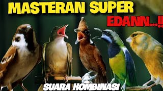 MASTERAN SUPER EDAN  kapas tembak  cililin  gereja tarung  cucak cungkok  kenari  6jam [upl. by Trocki941]