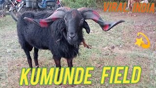 🐏⚡Black sheep odisha  best running sheep  kumunde field  balangir odisha [upl. by Fox620]