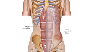 Rectus Sheath [upl. by Arad]