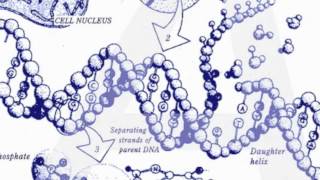 Death Domain  Programmed Cell Death [upl. by Neros]