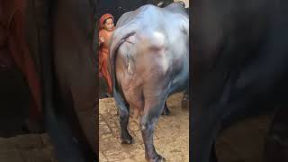 14 Litre doodh ki bhais 2nd byat for sale farmerlife [upl. by Yoo]