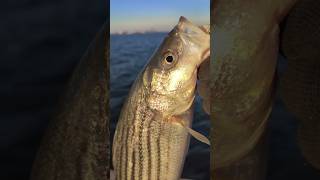 Striped bass bites continue 🔥🎣 stripedbass fish nyc [upl. by Whitcher]