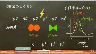 おうち生物 33 活動電位と伝導 高校生物 [upl. by Acinorrev281]