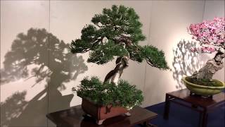 93rd KOKUFU TEN BONSAI EXHIBITION 2019 PART 1 video 2  2 Tokyo Feb912 [upl. by Ronile381]