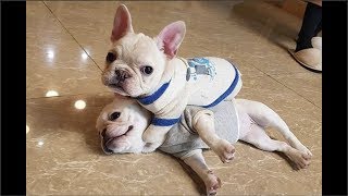 Funny and Cute French Bulldog Puppies Compilation 6  Cutest French Bulldog [upl. by Eelyac]