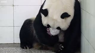 quotWhy Are Baby Pandas So Tiny The Surprising Truthquot [upl. by D'Arcy]