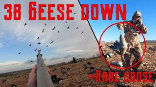 PEI Goose Hunt  PointView Outfitters  38 Geese Down [upl. by Nnylhtak]