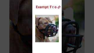 Dog Muzzles Basket Vs Fabric  Whats The Difference shorts dogbehaviour [upl. by Deaner]