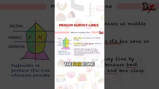 Medium Survey Lines [upl. by Ayana152]