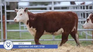 San Gregorio Hembras Hereford PI Lote 4 Rp 245 [upl. by Berthoud]