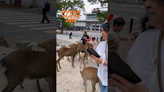 奈良の魅力「鹿に囲まれた観光客」  deers in japan  japan countryside vlog  nanara deer crossing streetnaradeer [upl. by Lynus13]