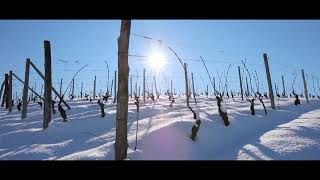 Duchessa Lia  I nostri vigneti in inverno [upl. by Becca673]