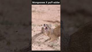 puffadder X two mongooses [upl. by Gittle]