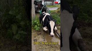 OMG What is this fyp viral cow hoof hoofcare hoofpicking hoofcleaningsubscribe horsecare [upl. by Aretta971]