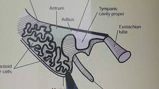 Tympanic Or Mastoid Antrum Anatomy [upl. by Anwad]