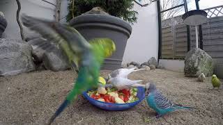 Budgie feeding fruit and vegetables  Grasparkieten fruit en groente voeren [upl. by Hsinam355]