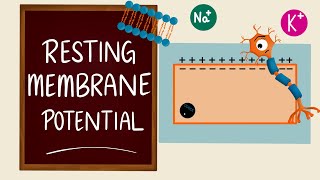 Resting Membrane Potential  Membrane Potential  RMP  Nerve Muscle Physiology [upl. by Copeland]
