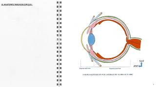 ANATOMIE FMPM ANATOMIE DU CRISTALIN [upl. by Retxab]