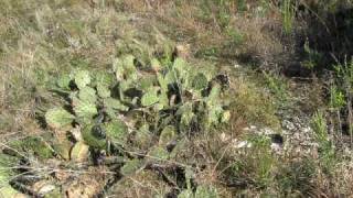 Opuntia Macrorhiza in Oklahoma [upl. by Leschen40]