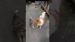 Cute Puppy funny doglover shorts youtube [upl. by Troy]