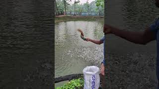 The fish are eating a lot of food 14 May 2024 farming viralvideo shorts [upl. by Elfrida587]