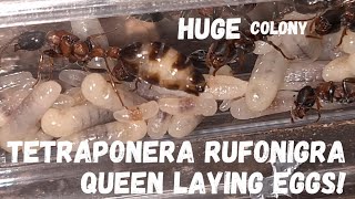 Huge Tetraponera Rufonigra colony and their queen laying eggs Ultra HD [upl. by Pare]