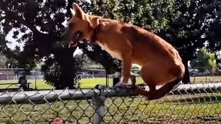 Fox Like Dog Jumps Fence At Dog Park [upl. by Damaris]