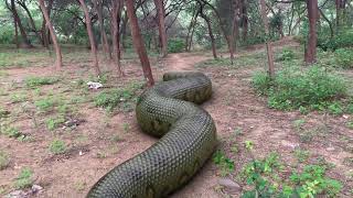 Biggest Snake Ever Found in Real Life Part2 HD Video TB FILMS [upl. by Yahska]