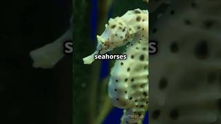 Did You Know Male Seahorses Give Birth [upl. by Nirtiak]