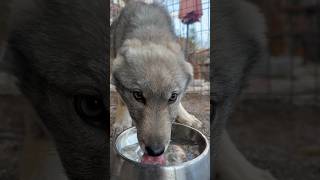 BÖRÜ SUSAMIŞ 😍 czechoslovakianwolfdog wolfdog [upl. by Eseilana]