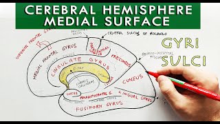 Medial surface of the Cerebral hemisphere  Gyri and sulci  Neuroanatomy [upl. by Cheyney844]