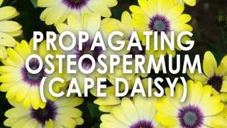 Propagating Osteospermum Cape Daisy How to Propagate [upl. by Aizti]