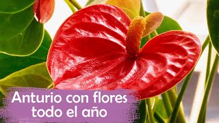 4 TIPS PARA CUIDAR TUS ANTURIOS │ FLORES TODO EL AÑO [upl. by Rosemari]