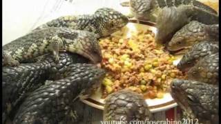 Shingleback lizards eating lunch [upl. by Maighdlin]