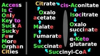 Citric Acid Cycle Mnemonic B 25 Biochem Tutorial Krebs cycle substrates citrate isocitrate [upl. by Nwatna]