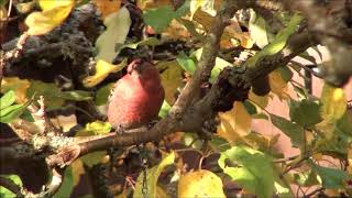 TallbitPine Grosbeak Pinicola enucleator Hovslätt Sm [upl. by Naitsirk]