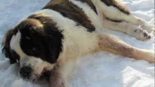 Un SaintBernard dehors lhiver [upl. by Munster]