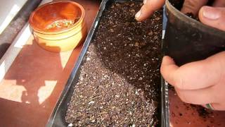 Propagating succulent from seeds  Stapelia seeds [upl. by Ylhsa945]