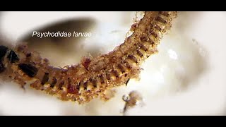 Psychodidae larva [upl. by Vicky]